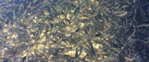 impianto ittico trote per alimentazione sostenibile